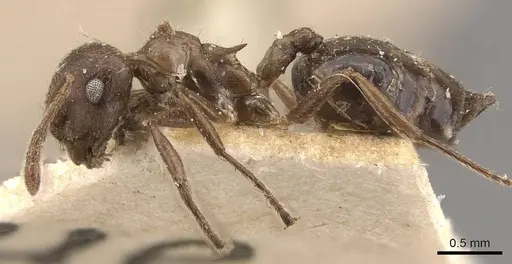 Crematogaster desecta - CASENT0908573