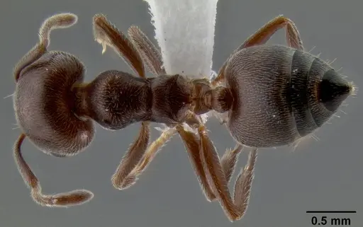 Crematogaster desperans specimen