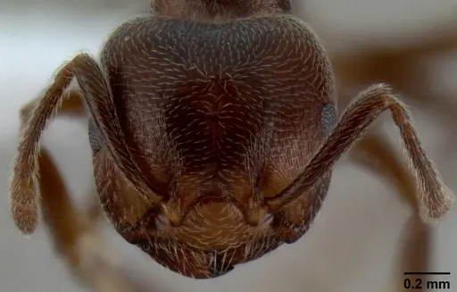 Crematogaster desperans specimen