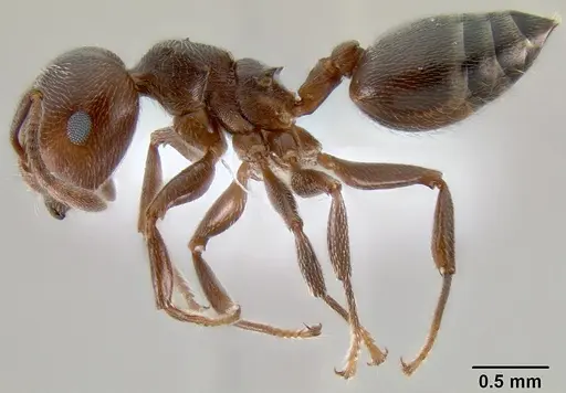 Crematogaster desperans specimen