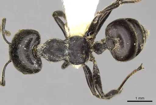 Crematogaster difformis specimen