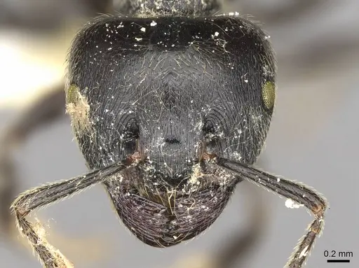 Crematogaster difformis specimen