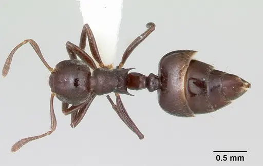 Crematogaster distans specimen