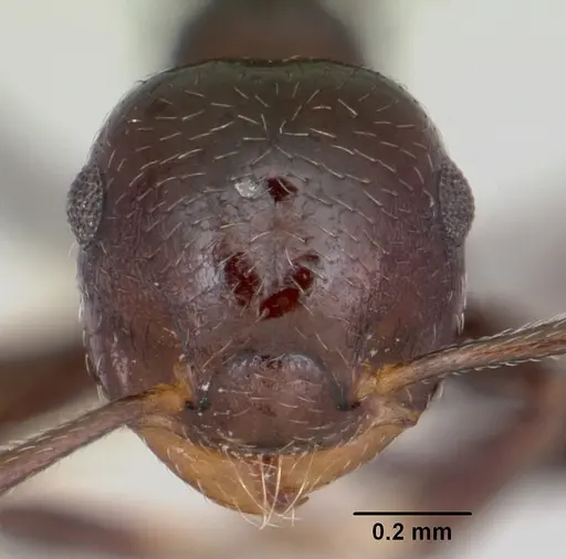 Crematogaster distans specimen