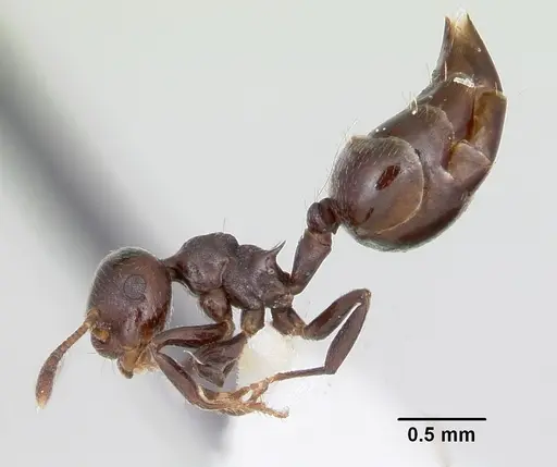 Crematogaster distans specimen