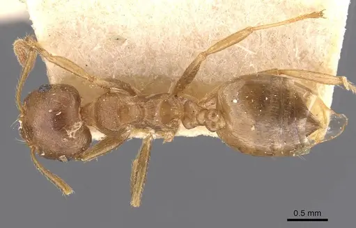 Crematogaster dohrni specimen