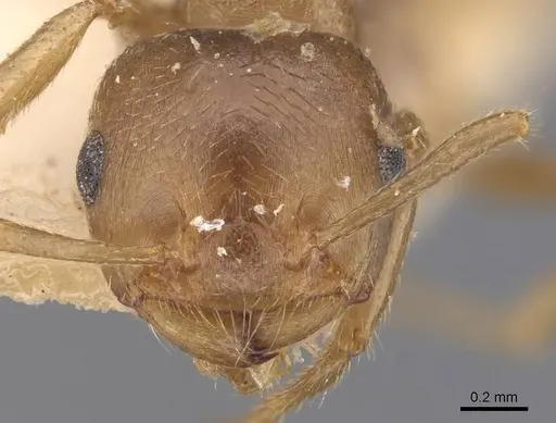Crematogaster dohrni specimen
