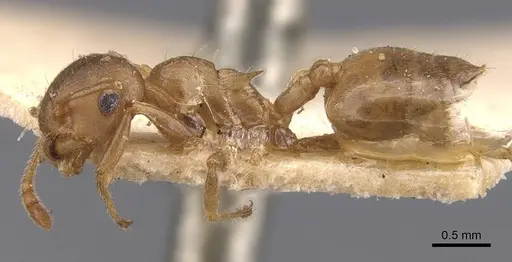 Crematogaster dohrni specimen