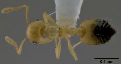 Crematogaster dolens specimen