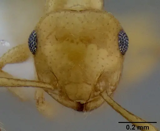 Crematogaster dolens specimen