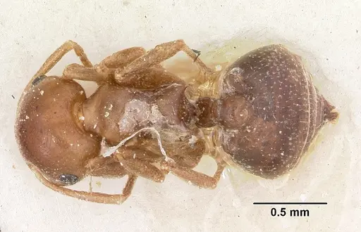 Crematogaster donisthorpei specimen