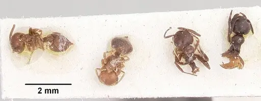 Crematogaster donisthorpei specimen