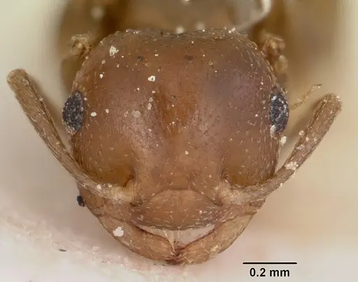 Crematogaster donisthorpei specimen