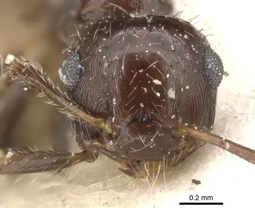 Crematogaster dorsidens specimen