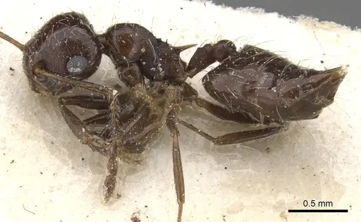 Crematogaster dorsidens specimen