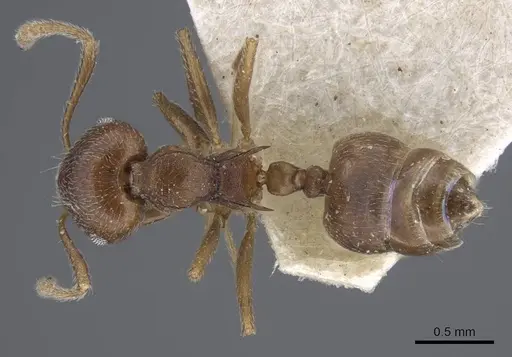 Crematogaster dubia specimen