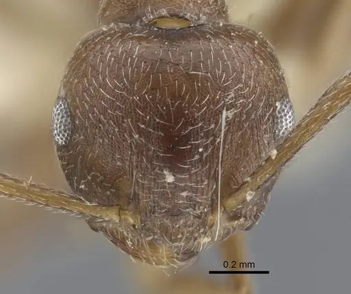 Crematogaster dubia specimen