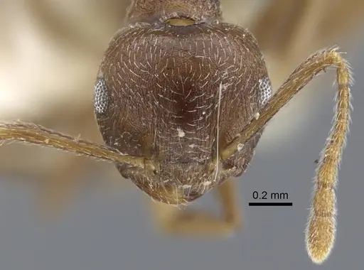 Crematogaster dubia specimen