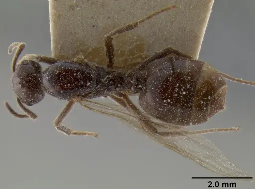 Crematogaster ebenina specimen