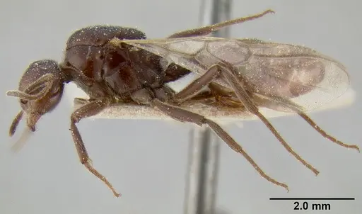 Crematogaster ebenina specimen