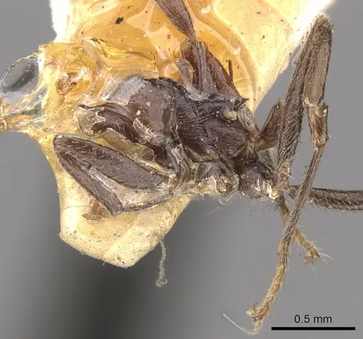 Crematogaster ebenina - CASENT0902113