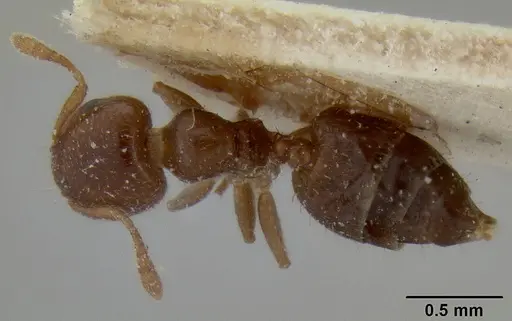 Crematogaster edentula specimen