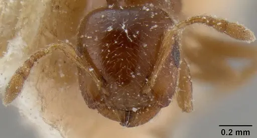 Crematogaster edentula specimen