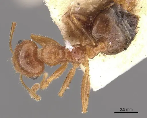 Crematogaster egidyi specimen