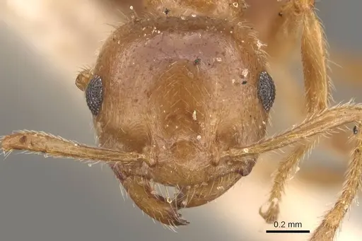 Crematogaster egidyi specimen