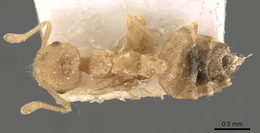 Crematogaster egidyi - CASENT0908576