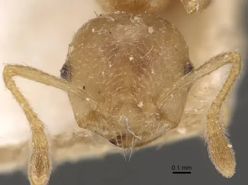 Crematogaster egidyi - CASENT0908576