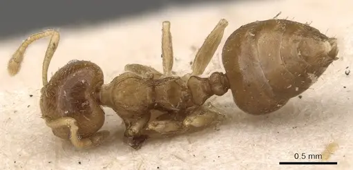 Crematogaster egidyi - CASENT0908577