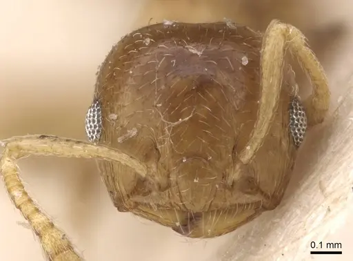 Crematogaster egidyi - CASENT0908577