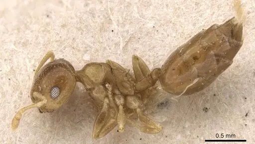 Crematogaster egidyi - CASENT0908577