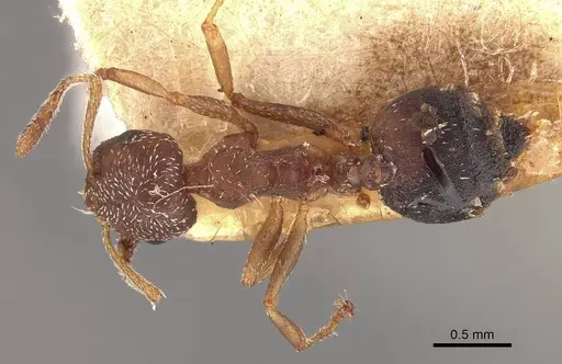 Crematogaster egidyi - CASENT0908578