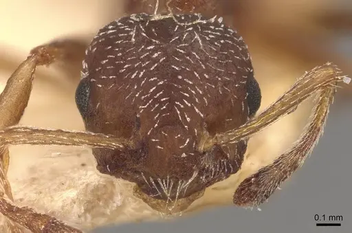 Crematogaster egidyi - CASENT0908578