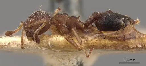Crematogaster egidyi - CASENT0908578