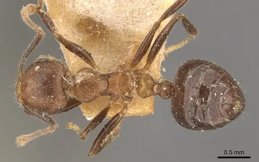 Crematogaster egidyi - CASENT0908579