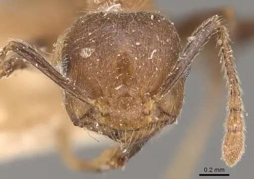 Crematogaster egidyi - CASENT0908579