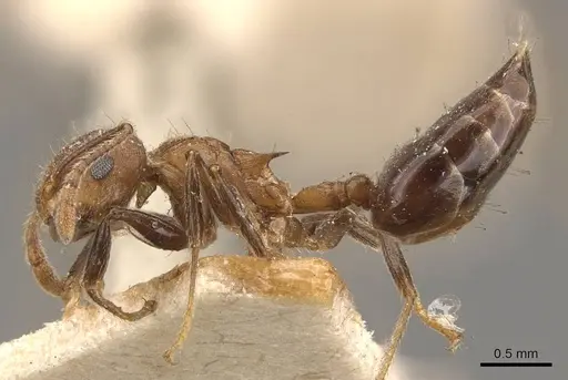 Crematogaster egidyi - CASENT0908579