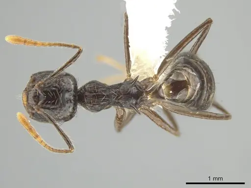 Crematogaster egregior specimen