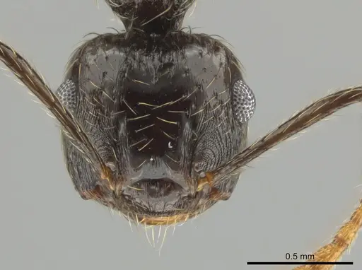 Crematogaster egregior specimen