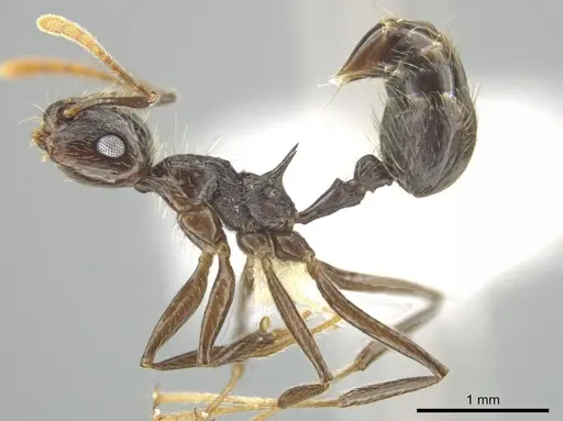 Crematogaster egregior specimen