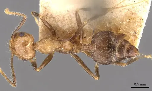 Crematogaster egregior - CASENT0908437