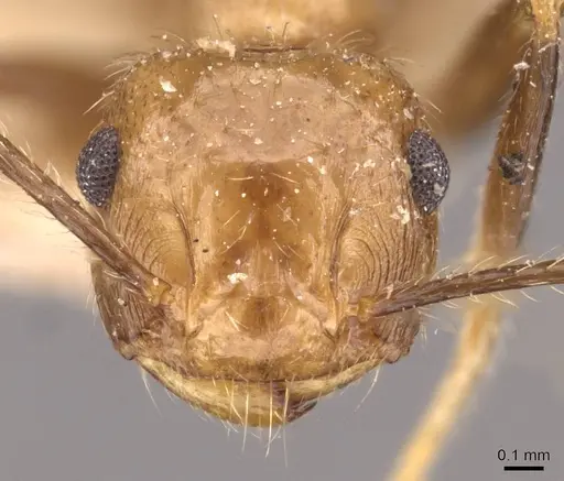 Crematogaster egregior - CASENT0908437