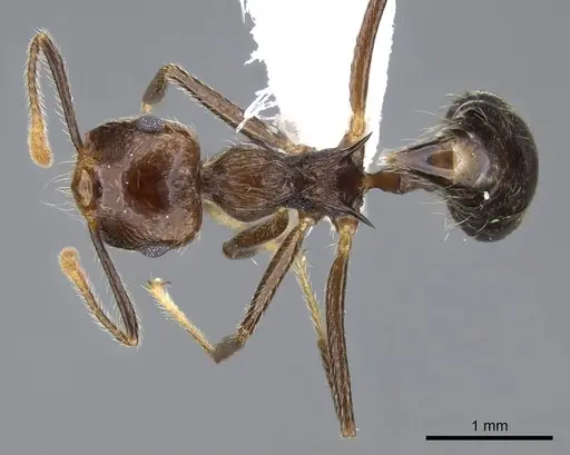 Crematogaster egregior - CASENT0914562