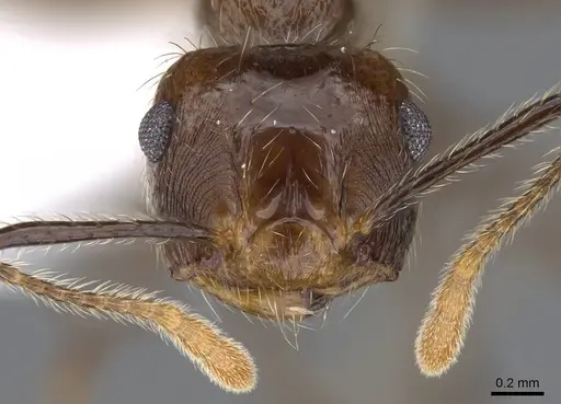 Crematogaster egregior - CASENT0914562