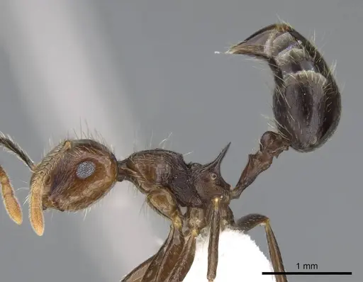 Crematogaster egregior - CASENT0914562