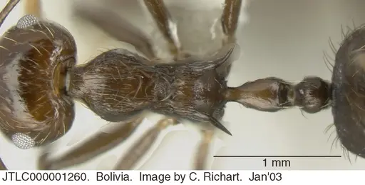 Crematogaster egregior - JTLC000001260