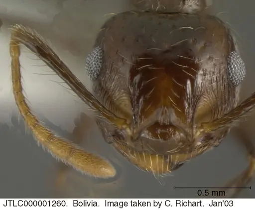Crematogaster egregior - JTLC000001260